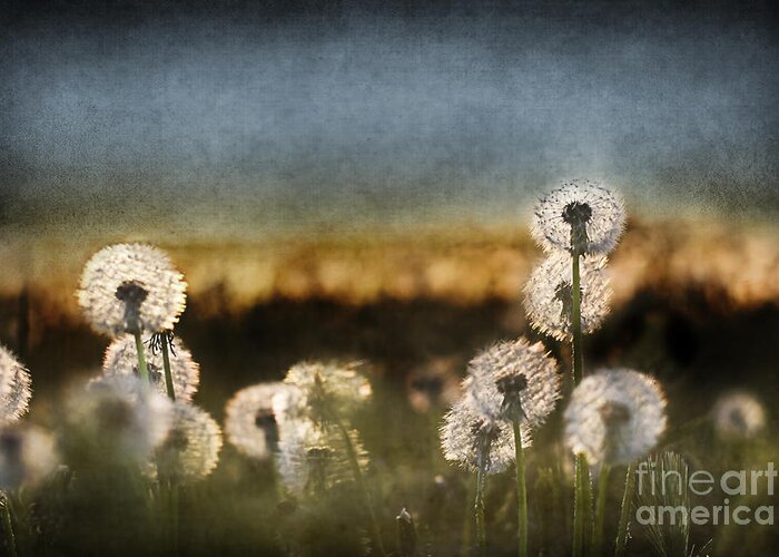 Dandelion Greeting Card featuring the photograph Dandelion Dusk by Cindy Singleton