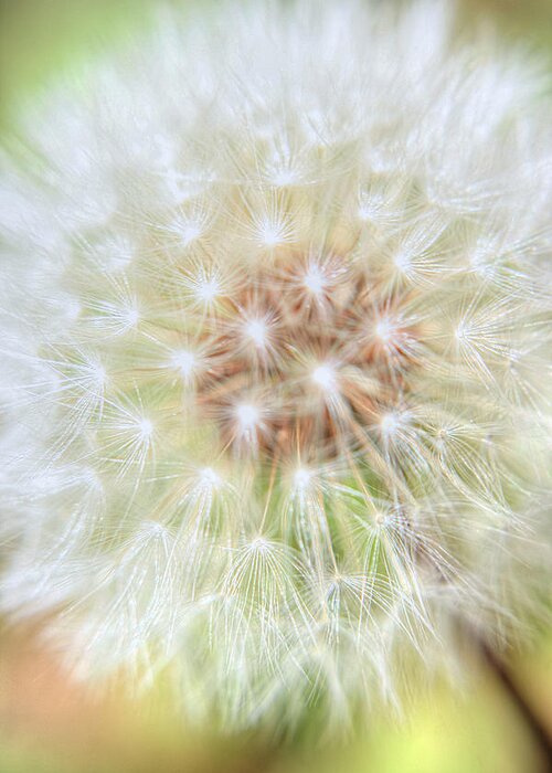 Abstract Photographs Greeting Card featuring the photograph Dandelion by Ester McGuire