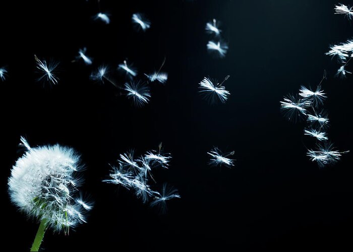 Copenhagen Greeting Card featuring the photograph Dandelion by Henrik Sorensen