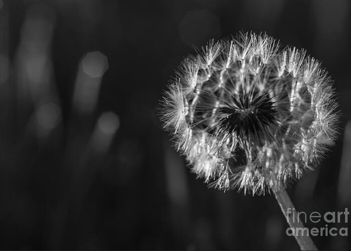 Dandelion Greeting Card featuring the photograph Dandelion in black and white by Vishwanath Bhat