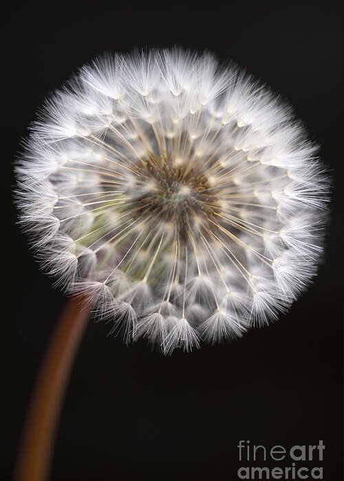 Dandelion Greeting Card featuring the photograph Dandelion by Jim Corwin