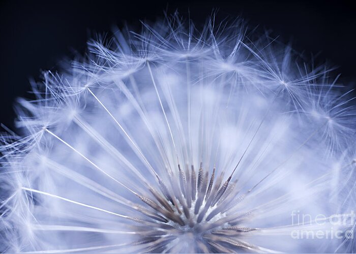 Dandelion Greeting Card featuring the photograph Dandelion rising by Elena Elisseeva