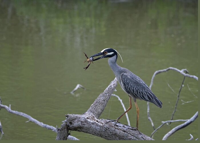 Heron Greeting Card featuring the photograph Dangerous Lunch by Betty Depee