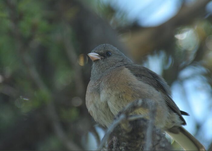 Darke-eyed Junco Greeting Card featuring the photograph Dark-eyed Junco by Frank Madia