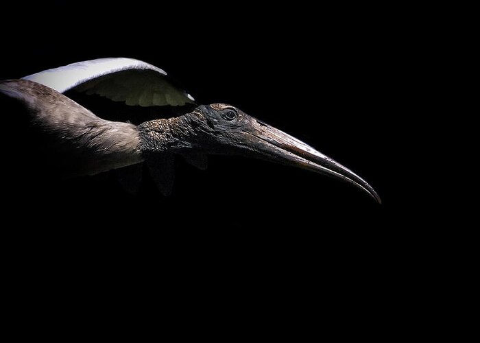 Stork Greeting Card featuring the photograph Dark Flight by Ghostwinds Photography