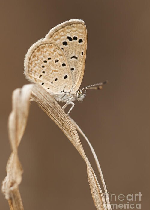 Dark Grass Blue Greeting Card featuring the photograph Dark grass blue Zizeera knysna by Alon Meir