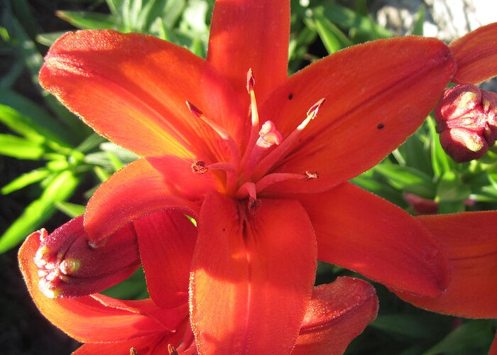Asian Lily Greeting Card featuring the photograph Dark Orange Asian Lilies Closeup 3 by Conni Schaftenaar