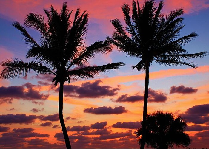 Jupiter Greeting Card featuring the photograph Dark Palms by Catie Canetti