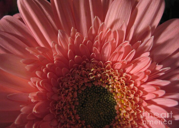 Flower Greeting Card featuring the photograph Dark Radiance by Ann Horn