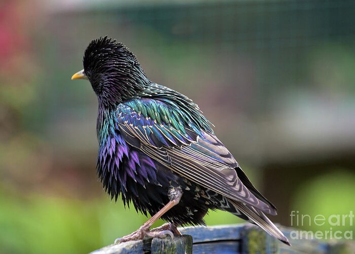Starling Greeting Card featuring the photograph Darling Starling by Terri Waters