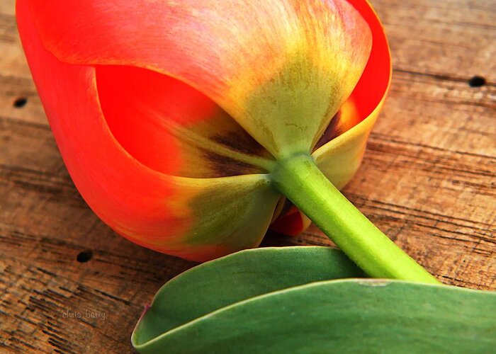 Tulip Greeting Card featuring the photograph Darwin Tulip by Chris Berry