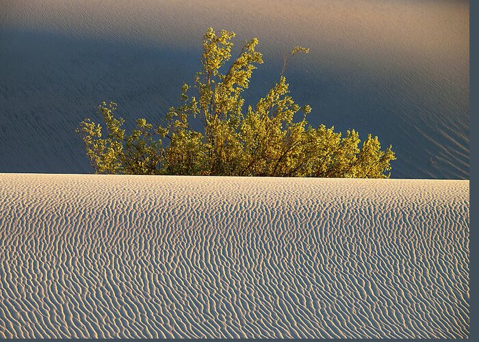 Mesquite Greeting Card featuring the photograph Dawn Mesquite by Joe Schofield