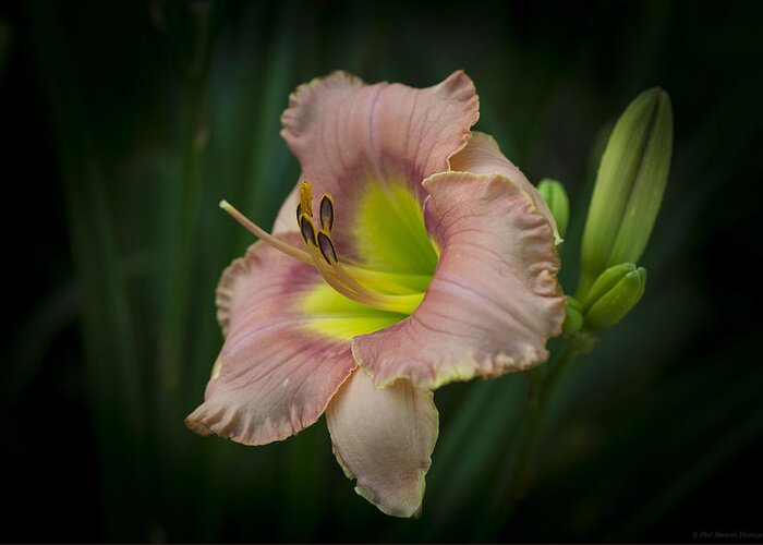 Daylily Greeting Card featuring the photograph Daylily 5 by Phil Abrams
