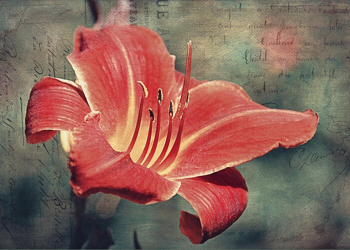 Summer Greeting Card featuring the photograph Daylily Postcard by Maria Angelica Maira
