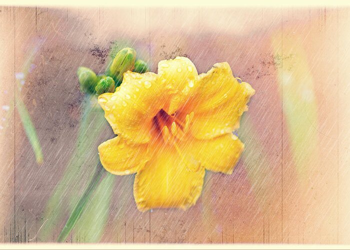 Yellow Daylilies. Daylilies. Daylily. Yellow Flowers. Green Stems. Texture. Photography. Print. Canvas. Poster. Greeting Card. Mother's Day Greeting Card. Get Well Greeting Card. Birthday Greeting Card. Nature. Digital Art. Greeting Card featuring the photograph Daylily Showers by Mary Timman