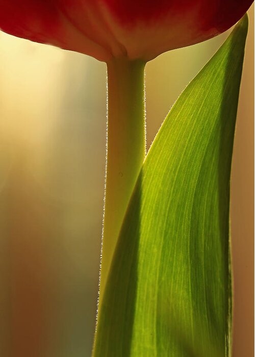 Flower Greeting Card featuring the photograph Vertical Tulip by Bob Cournoyer