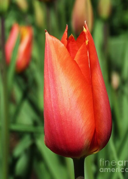 Tulip Greeting Card featuring the photograph De Goede Beauty by Gayle Swigart