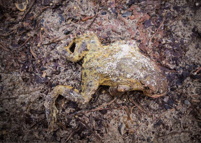 Frog Greeting Card featuring the photograph Dead frog by Matthias Hauser