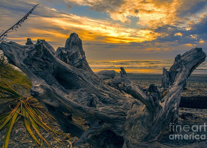 Dead Tree On Beach Greeting Card featuring the photograph Dead tree at sunset by Sheila Smart Fine Art Photography