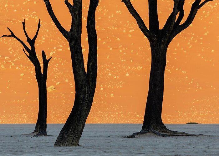 Sand Dune Greeting Card featuring the photograph Dead Trees Against A Dune Background by Jeremy Woodhouse