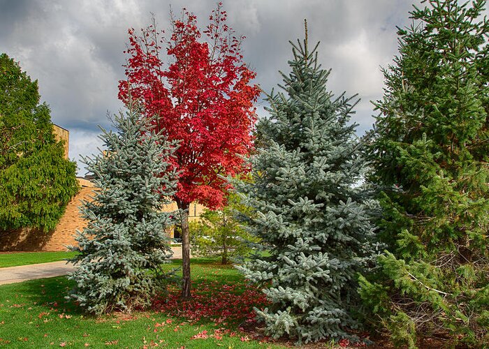 Tree Greeting Card featuring the photograph Deciduous and Evergreens by John M Bailey