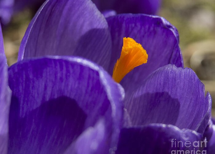 Flowers Greeting Card featuring the photograph Deep Purple by Lili Feinstein