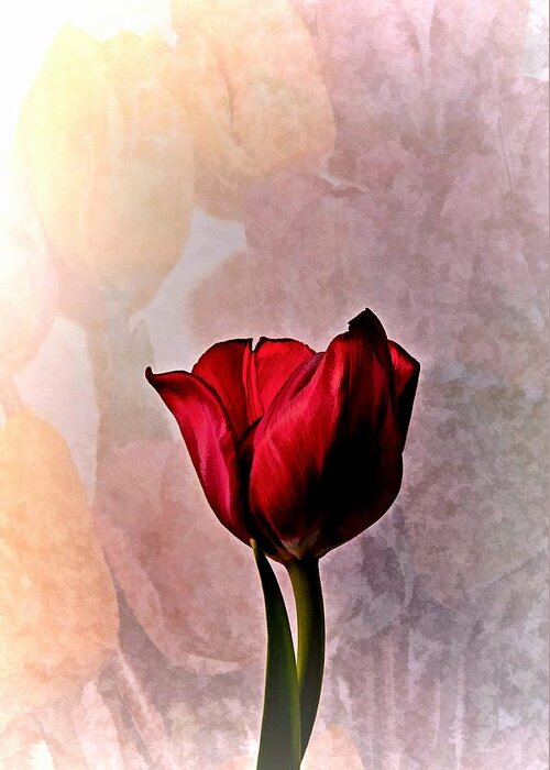Flower Greeting Card featuring the photograph Deep Red Tulip on Pale Tulip Background by Phyllis Meinke