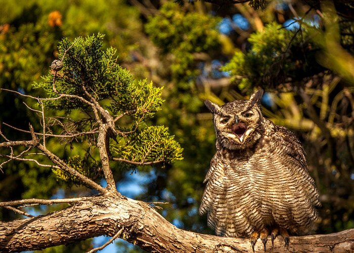 Owl Greeting Card featuring the photograph Deep Reyes by Kevin Dietrich