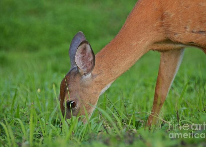Deer Greeting Card featuring the photograph Deer 25 by Cassie Marie Photography