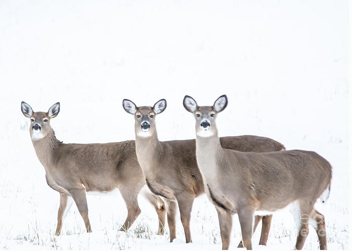 Greeting Card featuring the photograph Deer Deer Deer by Cheryl Baxter