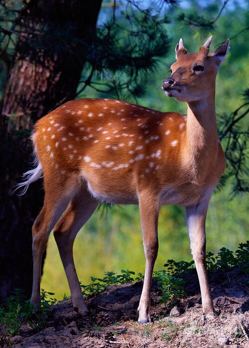 Deer Greeting Card featuring the photograph Deer in the woods by Nick Biemans