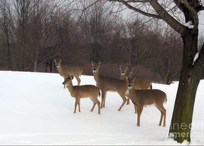 Nature Deer Greeting Card featuring the photograph Deer Photography - Michigan Deer Herd Winter Snow Landscape by Kathy Fornal