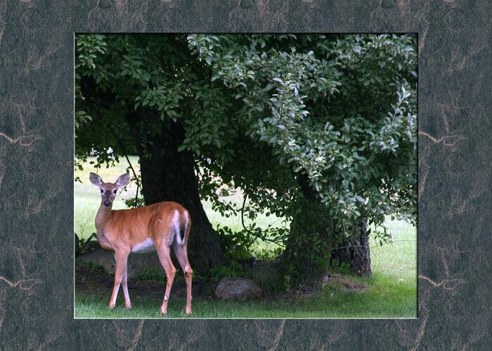 Deer Greeting Card featuring the photograph Deer Solo with Trees by Fabiola L Nadjar Fiore
