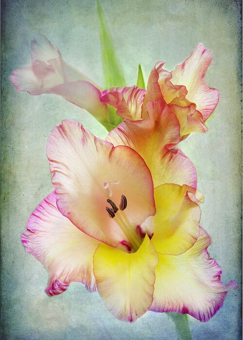 Gladiolus Greeting Card featuring the photograph Delicate Beauty by Marina Kojukhova