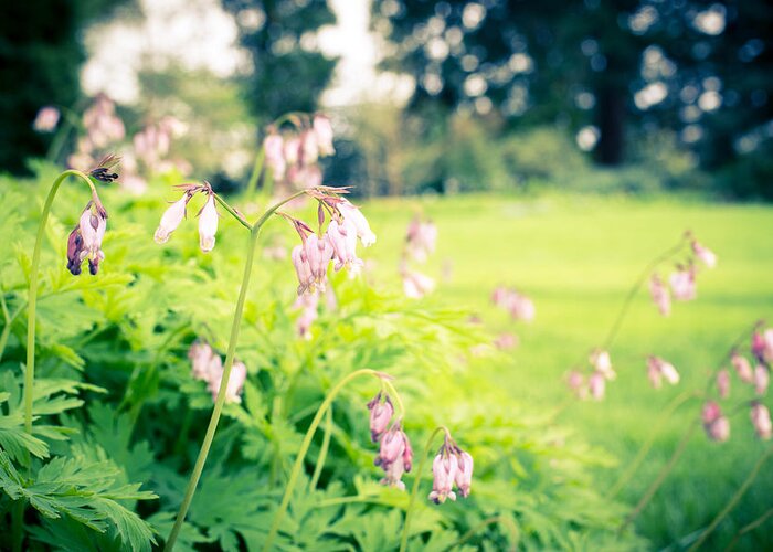 Nature Greeting Card featuring the photograph Delicate Bleeding Hearts by Priya Ghose