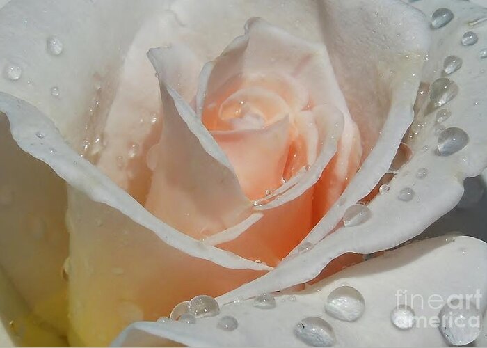 Rose Greeting Card featuring the photograph Delicate Pink Rose With Rain Drops by Chad and Stacey Hall