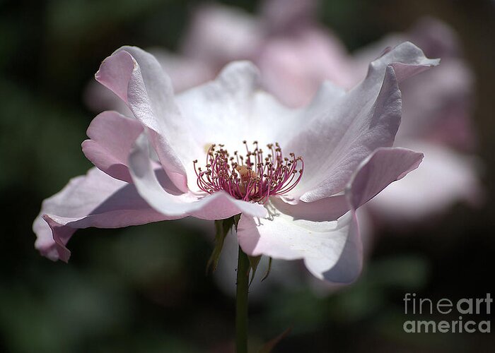 Rose Greeting Card featuring the photograph Delicate Pink by Sharon Elliott