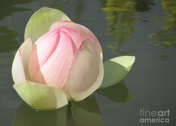 Flower Greeting Card featuring the photograph Delicate Pink Water Lily by Anita Adams