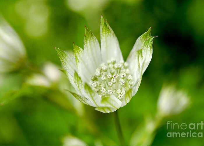 Vandusen Botanical Garden Greeting Card featuring the photograph Delicate Spring Time Flower by Terry Elniski