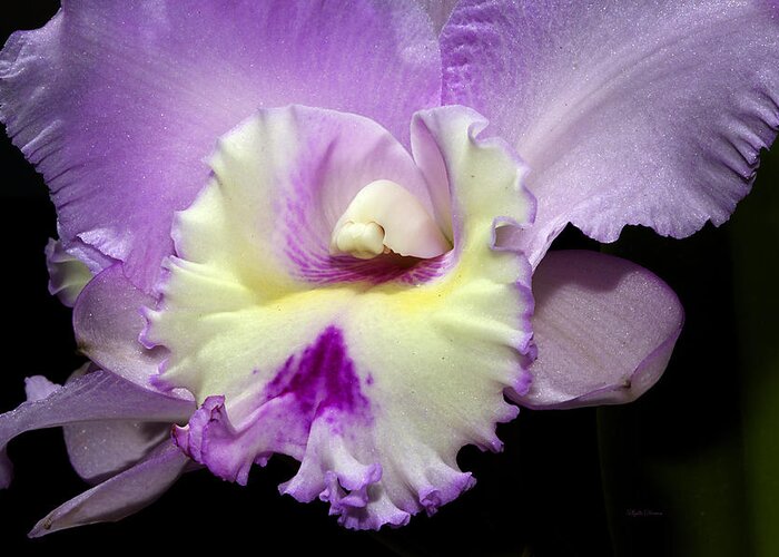Orchid Greeting Card featuring the photograph Delicate Violet Orchid by Phyllis Denton