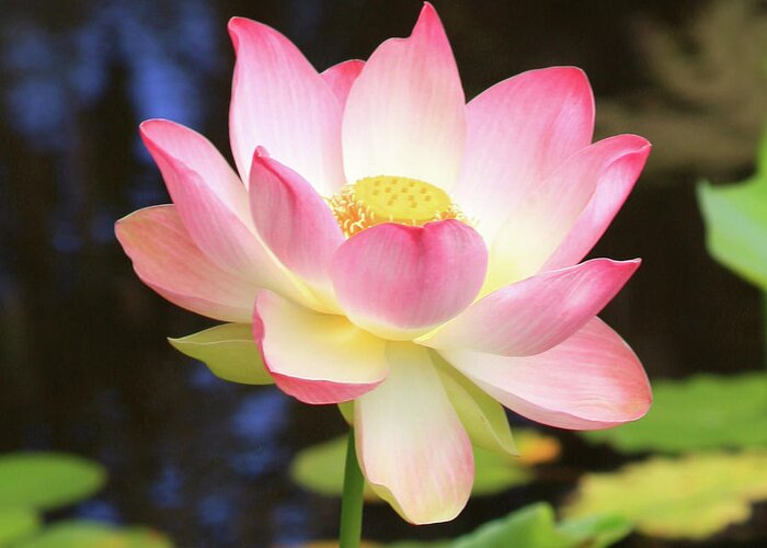 Pink Water Lily Greeting Card featuring the photograph Delight 2 24 x 24 by James Knight