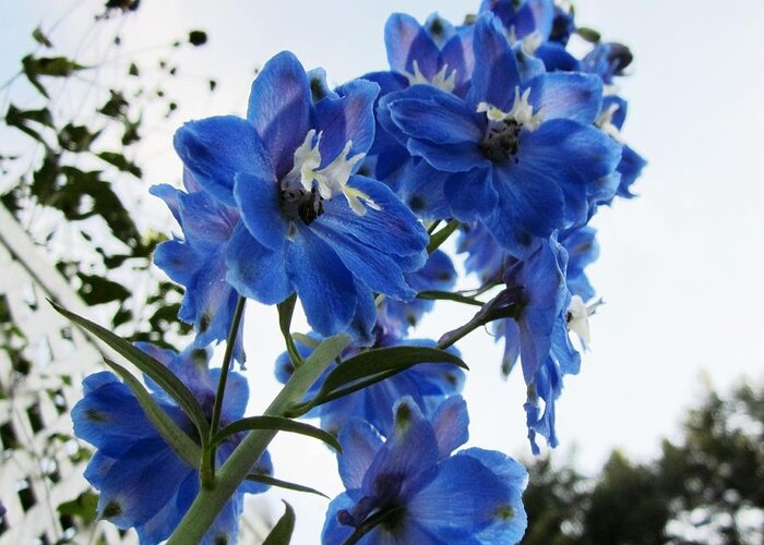 Delphinium Greeting Card featuring the photograph Delphinium Blue by MTBobbins Photography
