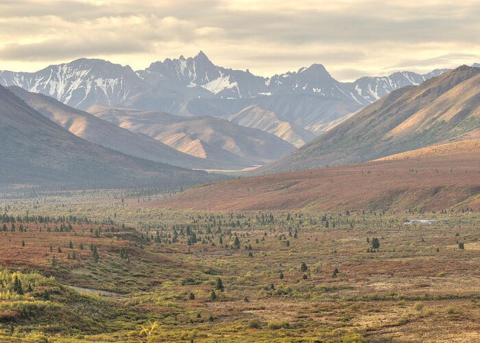 Mountains Greeting Card featuring the photograph Denali Park Landscape 1 by David Drew
