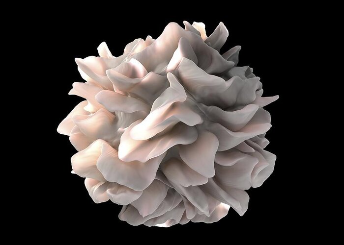 Dendritic Cell Greeting Card featuring the photograph Dendritic cell, SEM by Science Photo Library