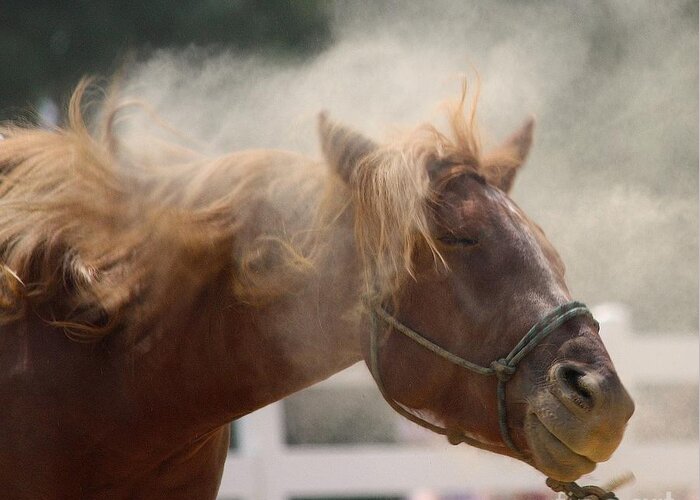 Horse Greeting Card featuring the photograph Desensitize by Veronica Batterson