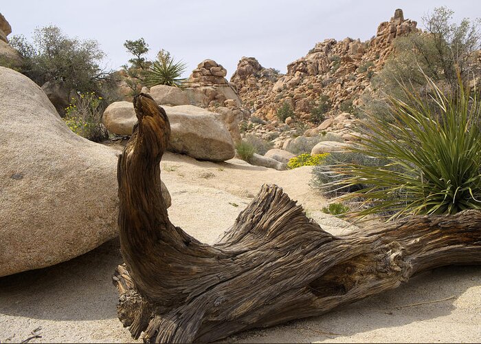 Ca Greeting Card featuring the photograph Desert Art by Lucinda Walter