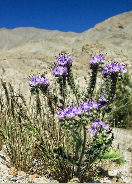 Flowers Greeting Card featuring the photograph Desert Blooms by Dave Hall