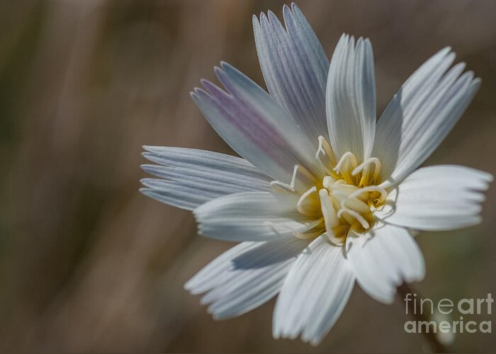 Al Andersen Greeting Card featuring the photograph Desert Chicory 2 by Al Andersen