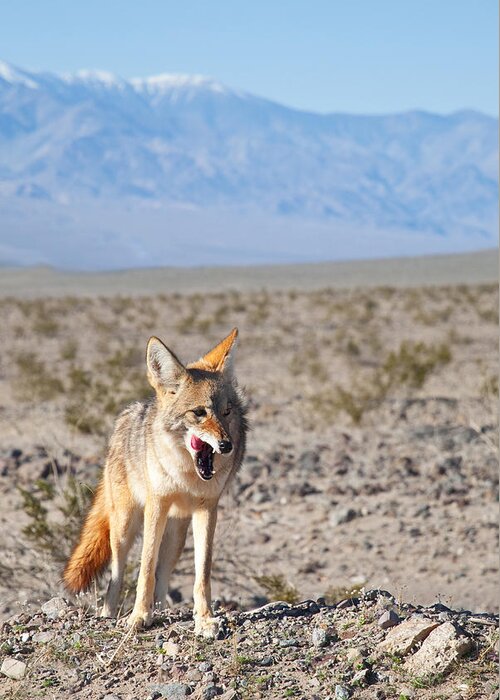  Desert Animals Greeting Card featuring the photograph Desert Coyote by Darren Bradley