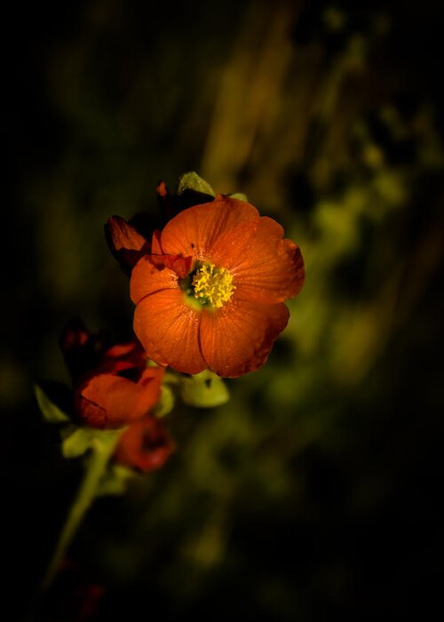 Desert Greeting Card featuring the photograph Desert Flower 2 by Joel Loftus